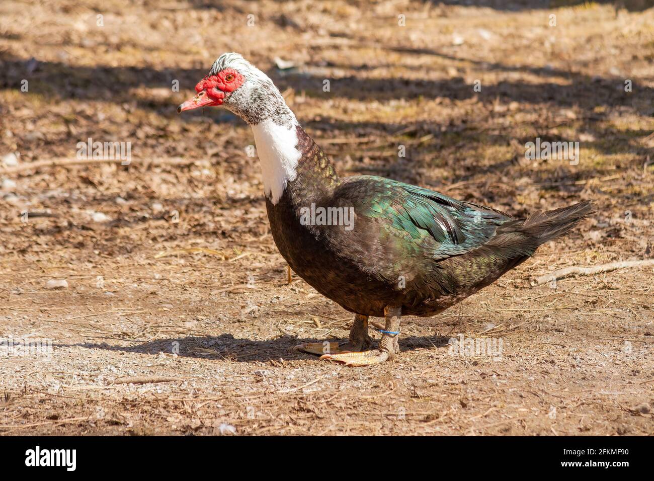 Muscovy Duck ( Cairina moschata ) walking on Ground at Peterborough Zoo Ontario Canada Stock Photo