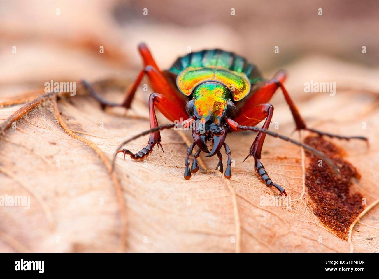 Gold ground beetle (Carabus auronitens), Germany Stock Photo