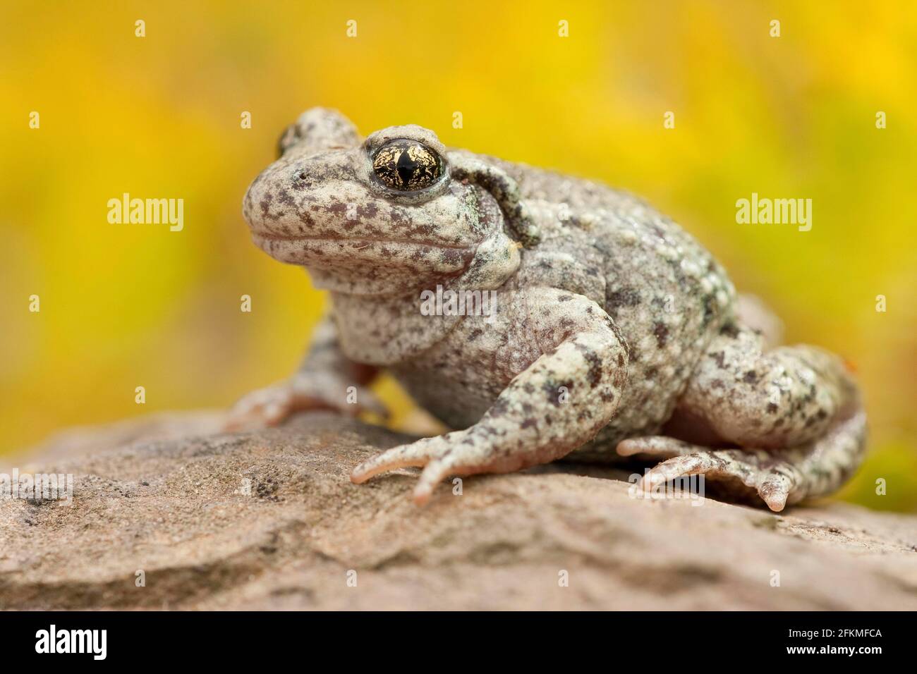 Common midwife toad (Alytes obstetricans), Rhineland-Palatinate ...