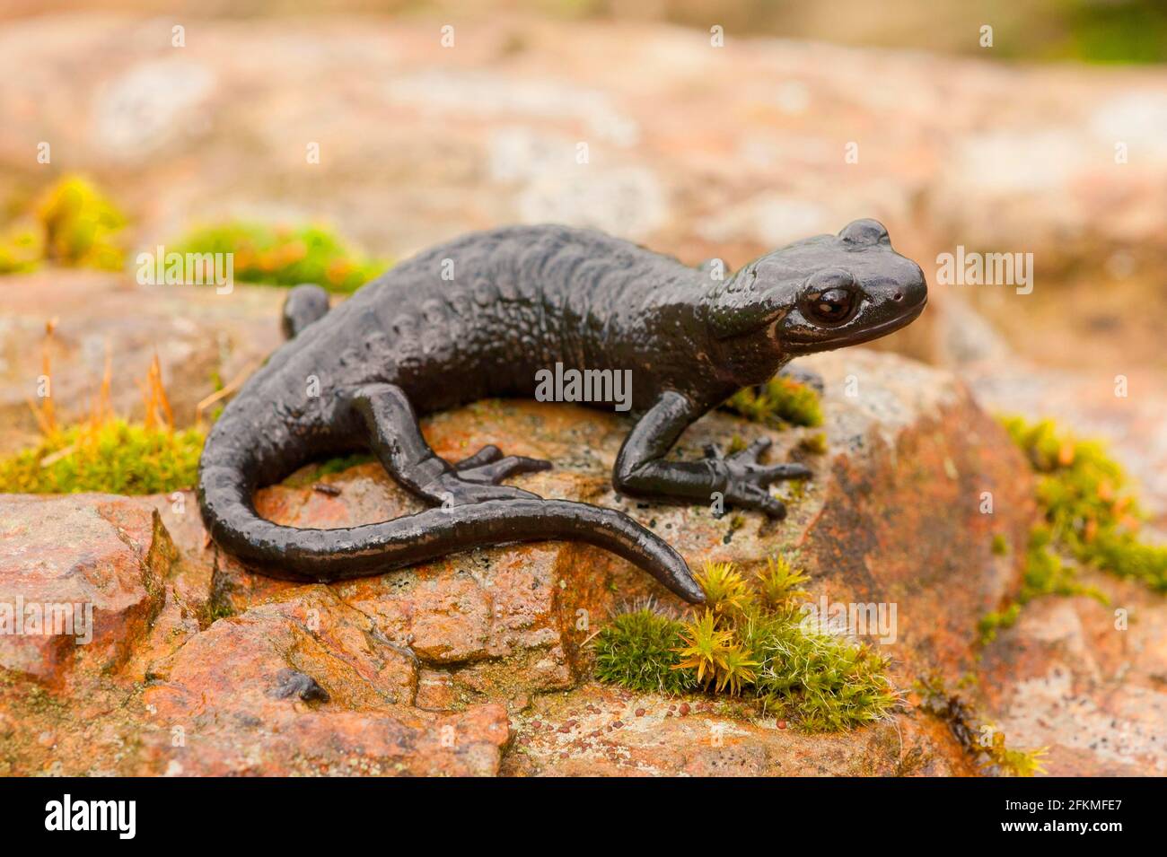 Alpine Salamander (Salamandra atra) Germany Stock Photo