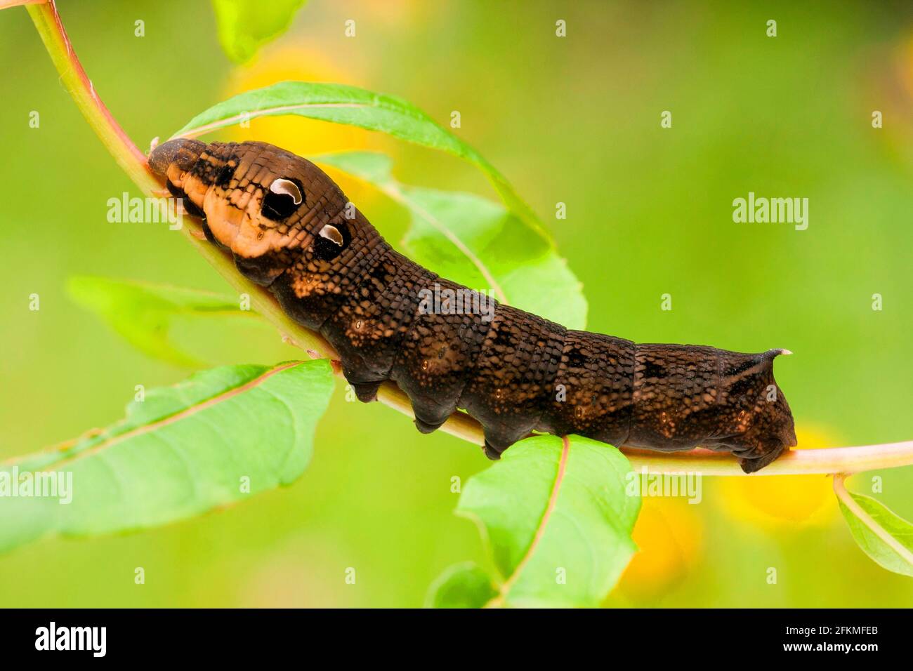 elephant-hawk-moths-deilephila-elpenor-caterpillar-rhineland
