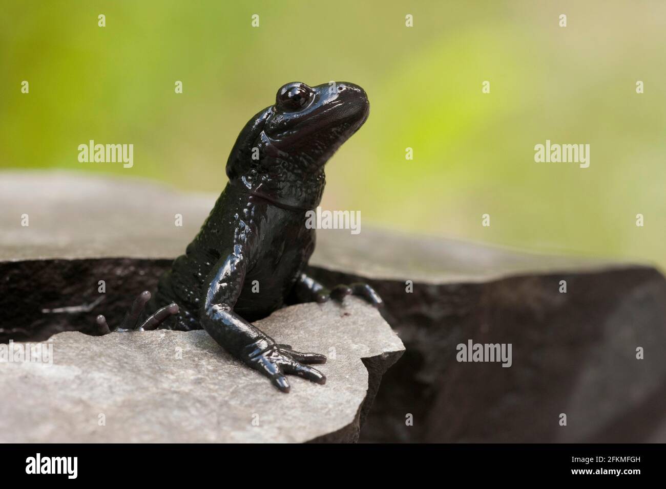 Alpine Salamander (Salamandra atra) Germany Stock Photo