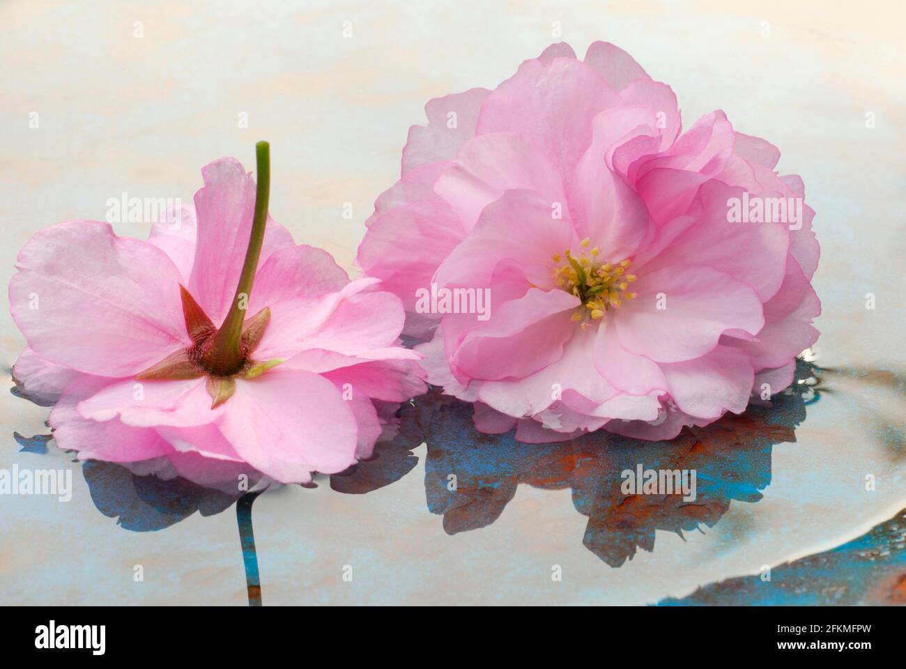 Japanese cherry (Prunus) flowers in water, ornamental Stock Photo Alamy