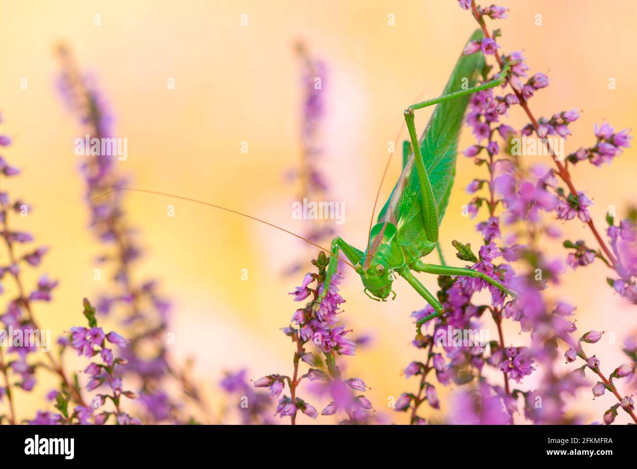 Big Great green bush cricket (Tettigonia viridissima) Heather, Rhineland-Palatinate Germany Stock Photo