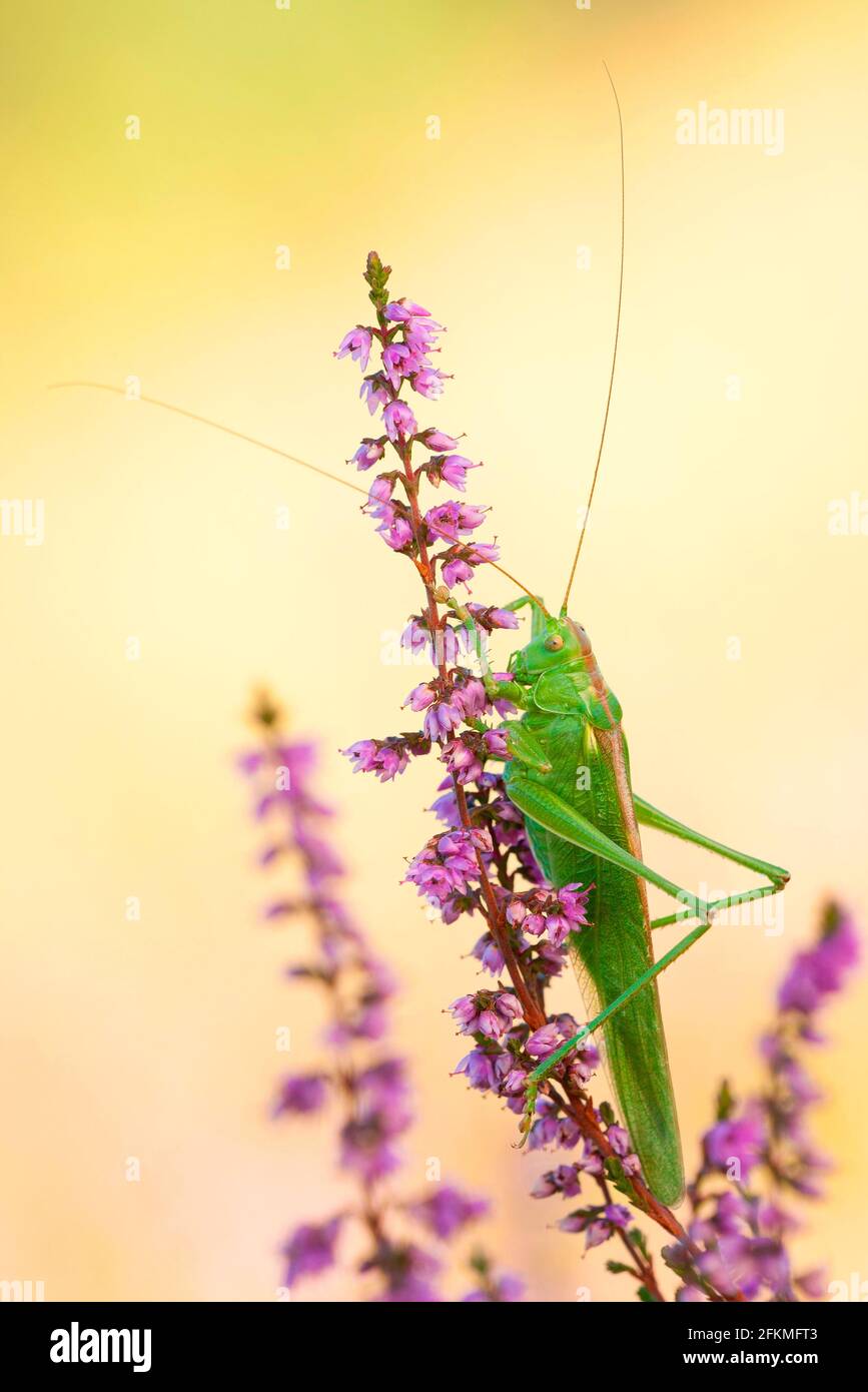 Big Great green bush cricket (Tettigonia viridissima) Heather, Rhineland-Palatinate Germany Stock Photo
