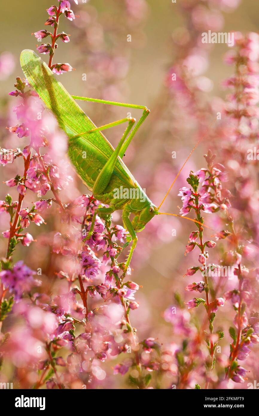 Big Great green bush cricket (Tettigonia viridissima) Heather, Rhineland-Palatinate, Germany Stock Photo