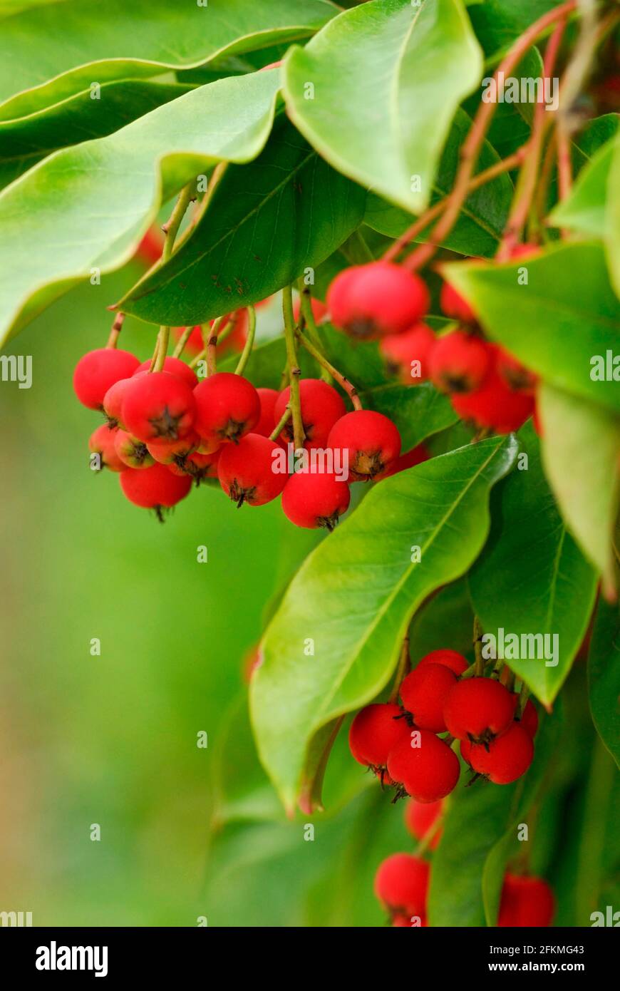 Stranvaesia davidiana hi-res stock photography and images - Alamy