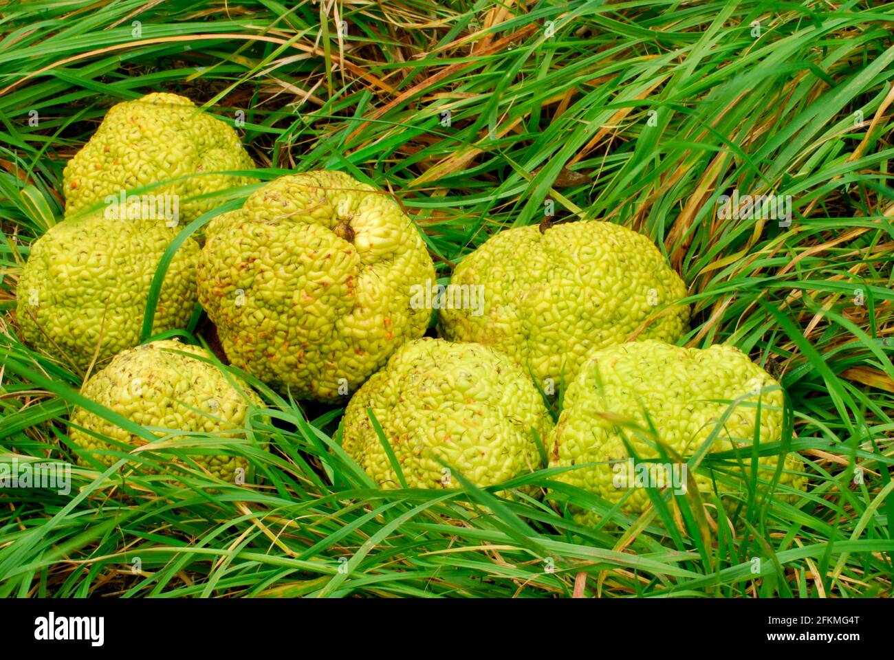 Osage Orange, Fruits (Maclura pomifera) Stock Photo