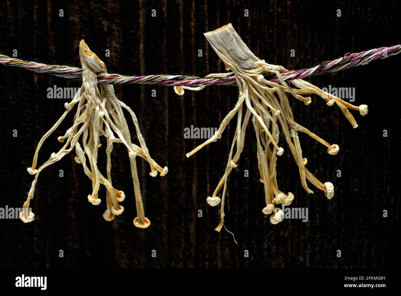 (Flammulina velutipes) Dried Enoki mushrooms , threaded on string