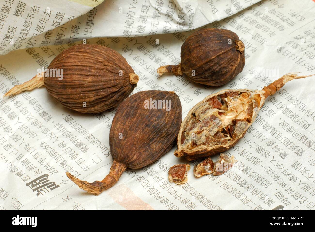 Black Cardamom Amomum Subulatum Black Cardamom Nepal Cardamom Stock black-cardamom-amomum-subulatum-black-cardamom-nepal-cardamom-stock