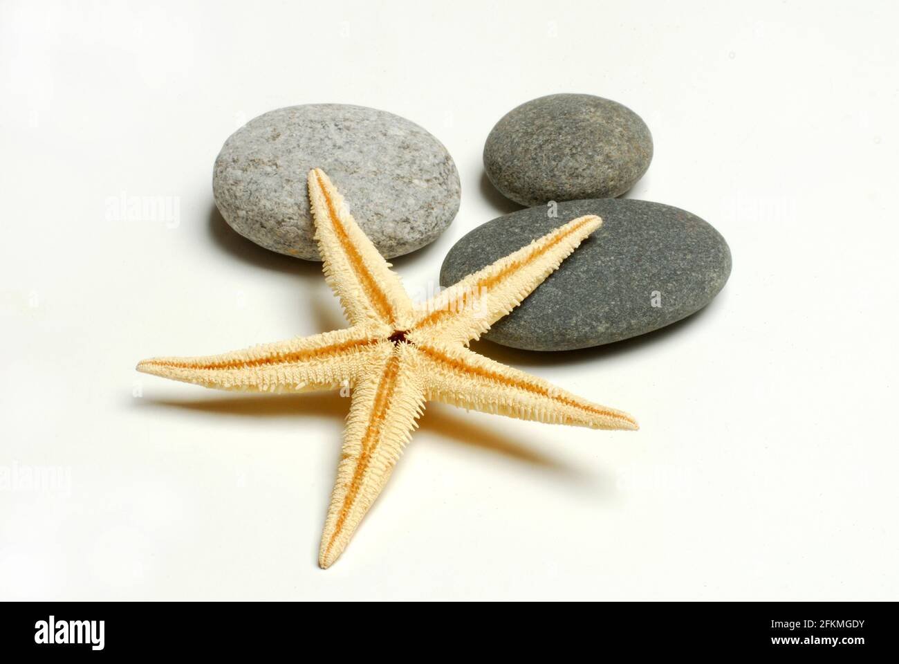 Dried starfish and stones, cut-out, object Stock Photo
