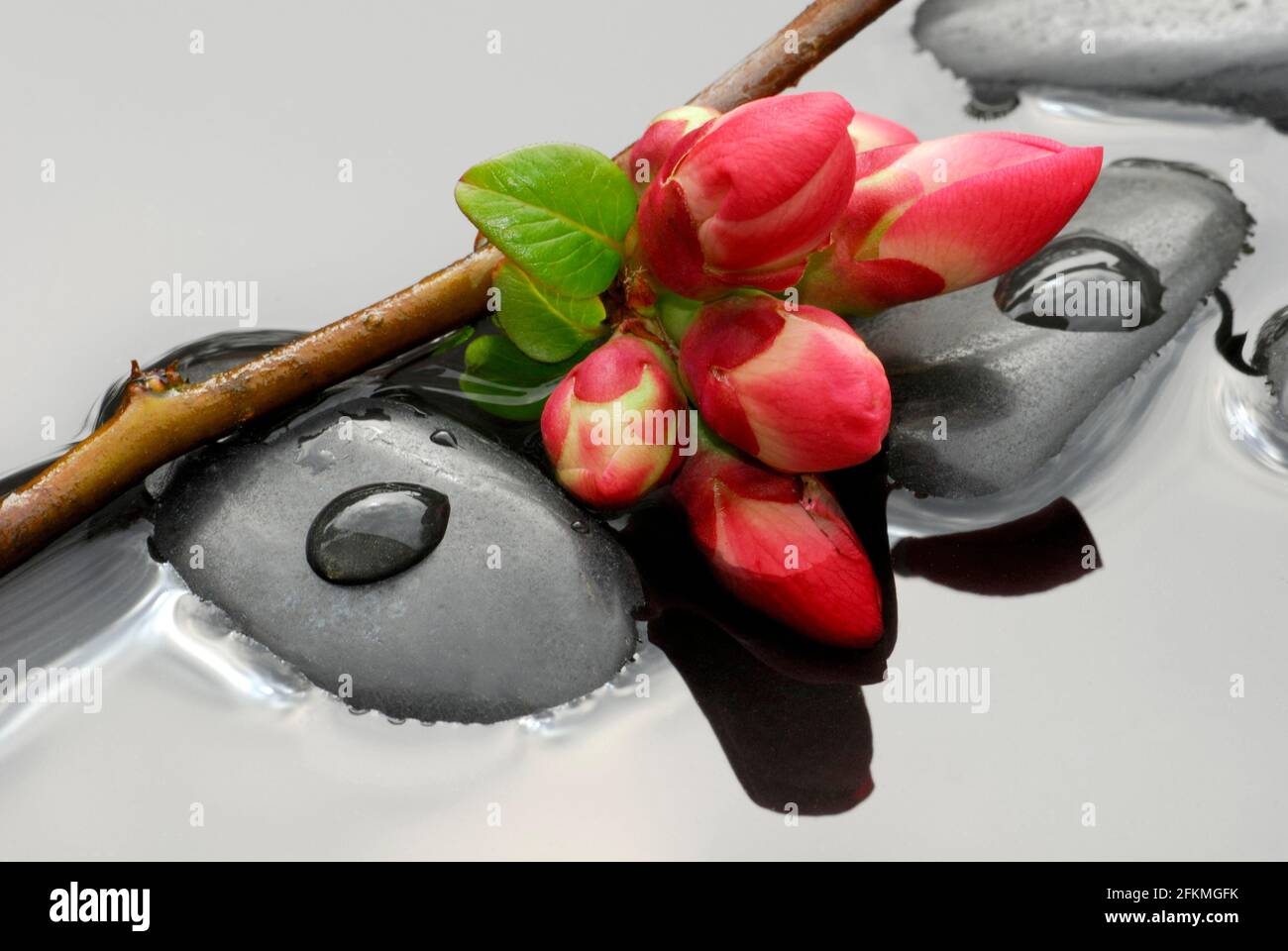 Chaenomeles japonica (Chaenomeles japonica), branch with flowers on stones in water, plum blossoms, blood plum Stock Photo