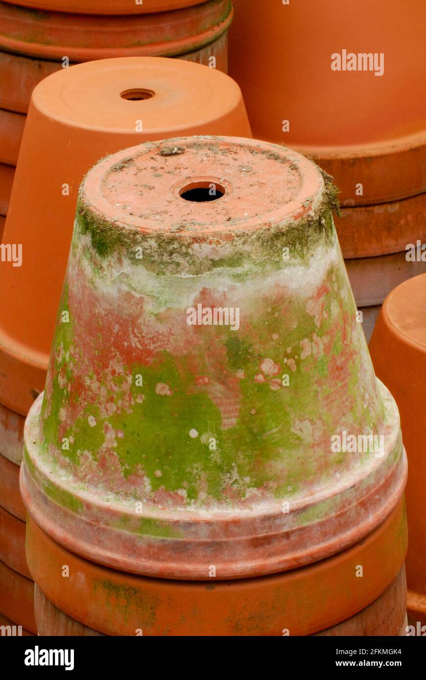 Flower pots with algae growth, clay pot, clay pots, clay flower pot