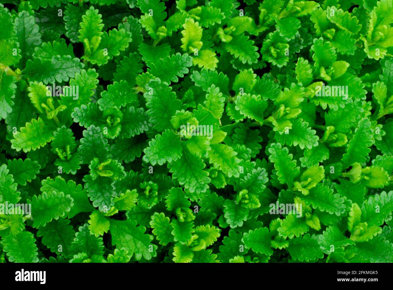 Wall Germander (Teucrium chamaedrys) Stock Photo