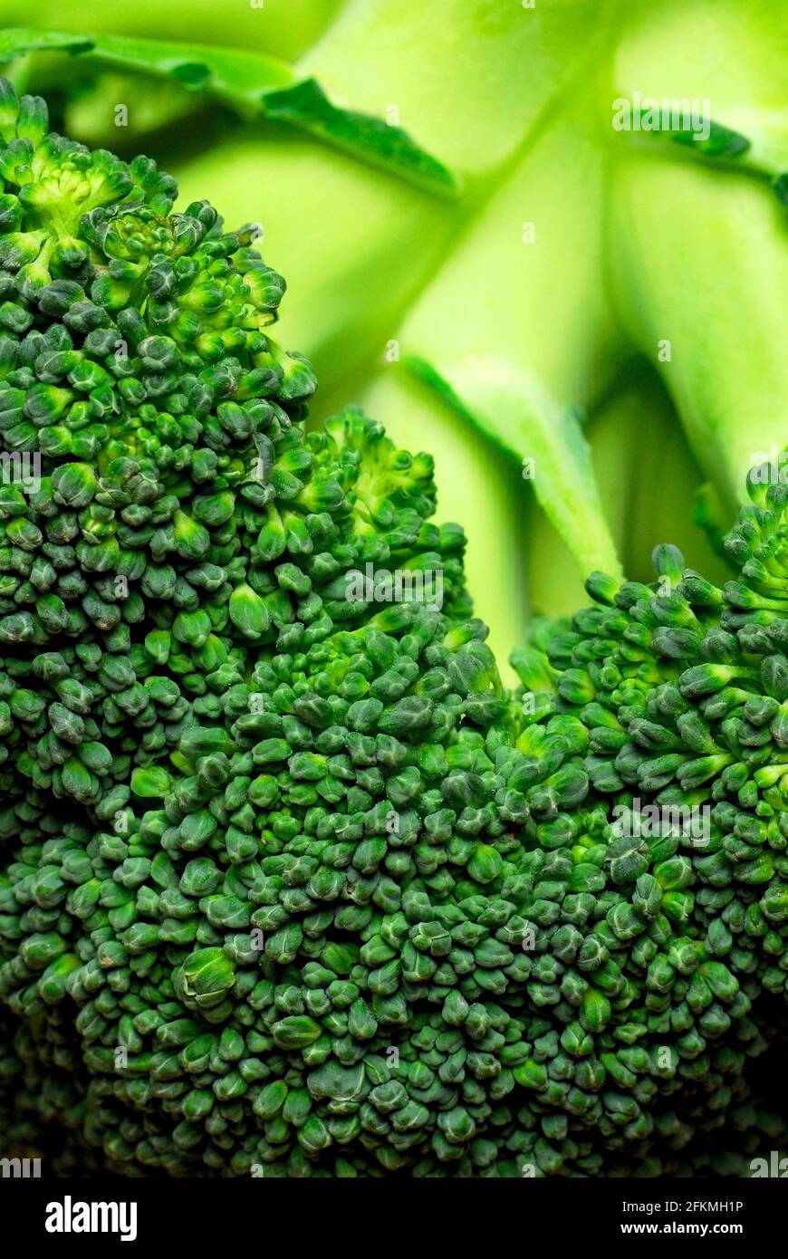 Broccoli (Brassica oleracea var. italica Stock Photo Alamy