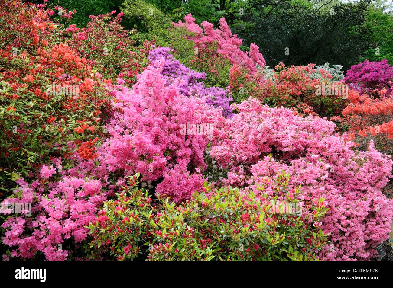 Rhododendron (Rhododendron kurume var. kirin) Stock Photo