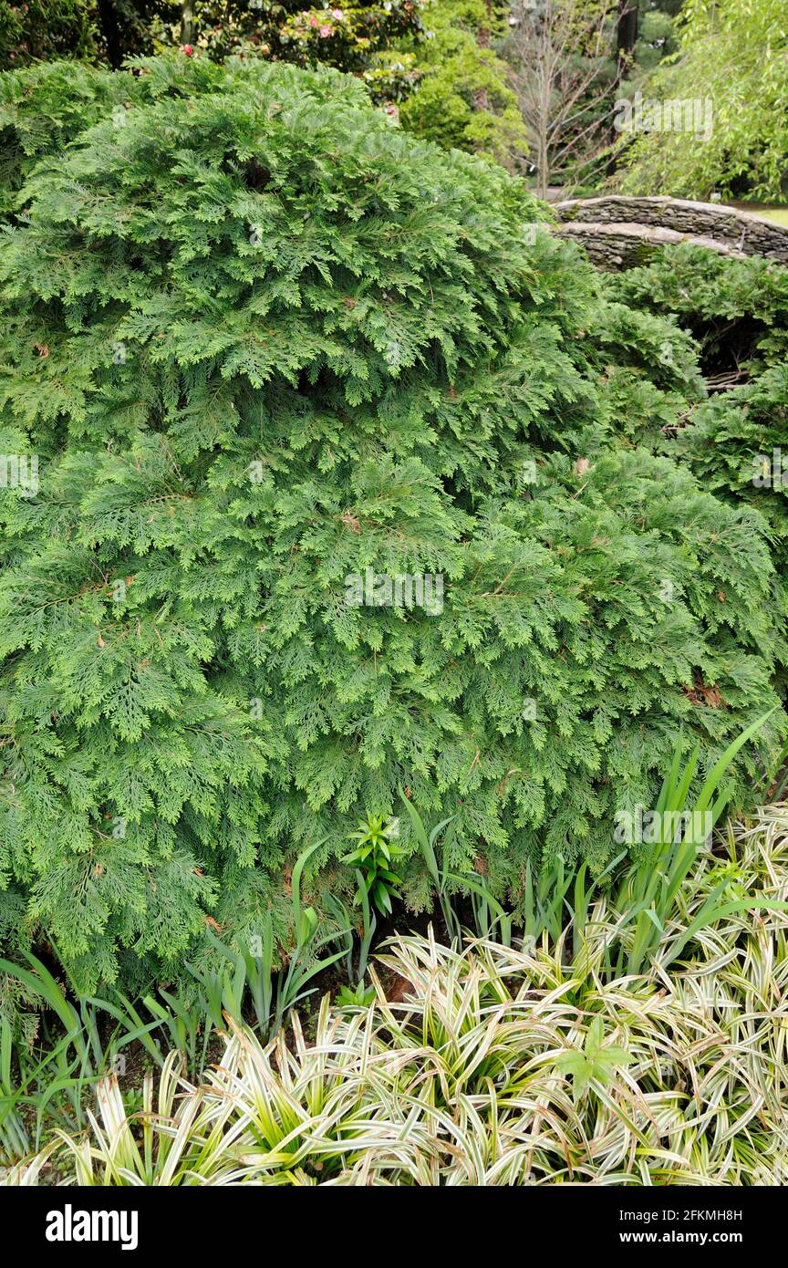 Lawson's cypress Nidifera (Chamaecyparis lawsoniana), Port Orford-cedar Stock Photo