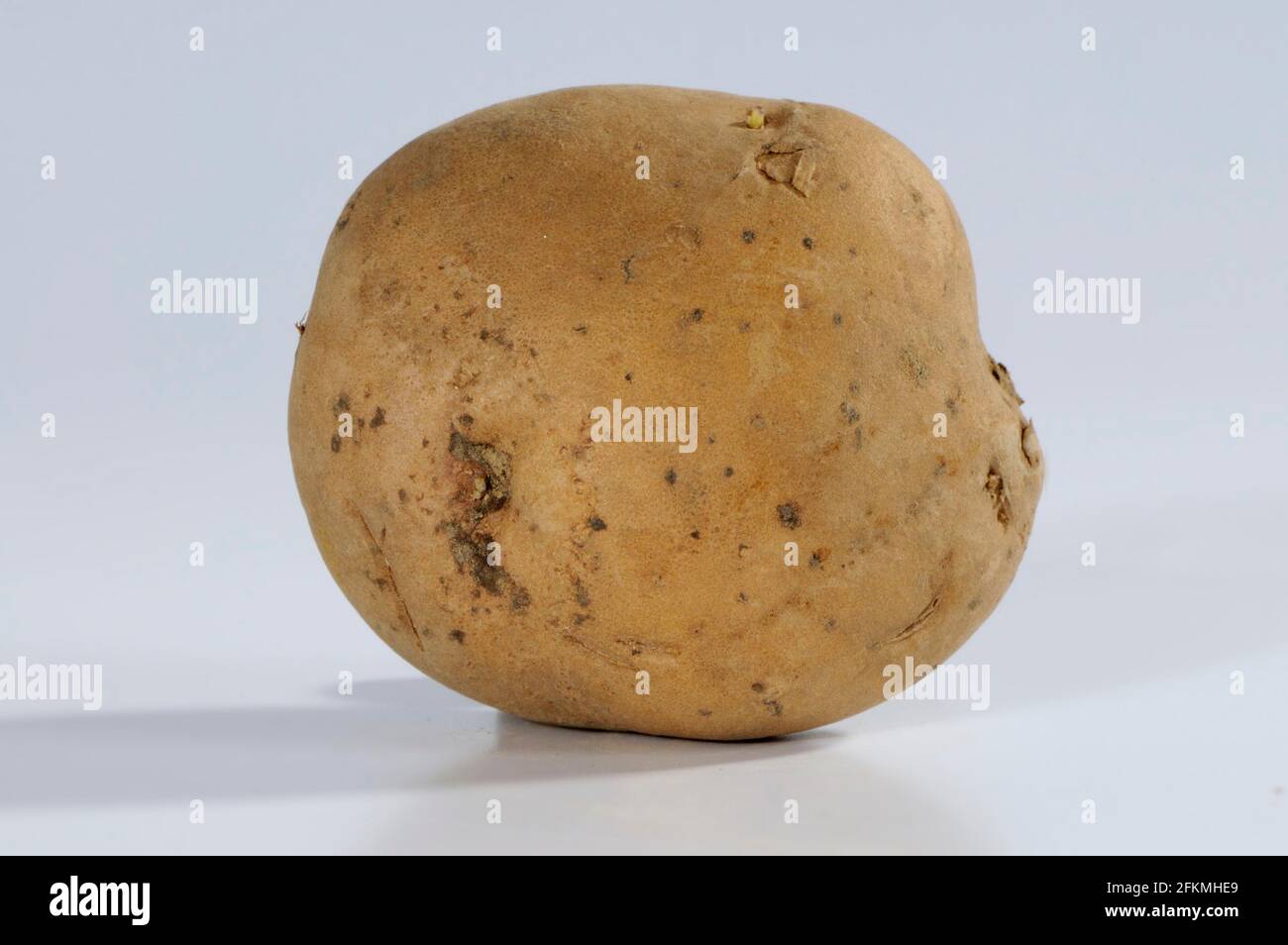 Potato La Bonnotte, potatoes (Solanum tuberosum Stock Photo Alamy