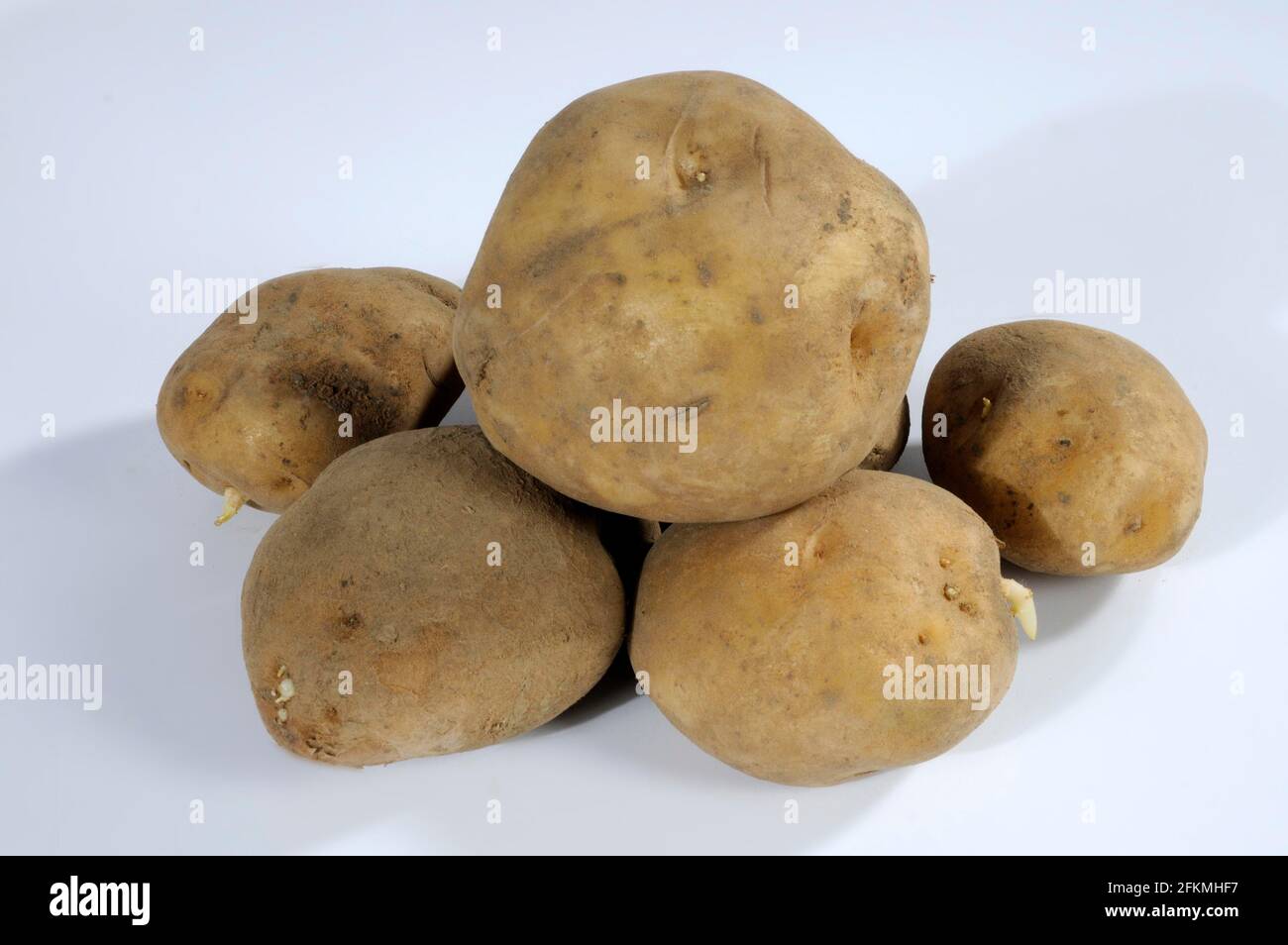 Potatoes (Solanum tuberosum) Field Blessing Stock Photo