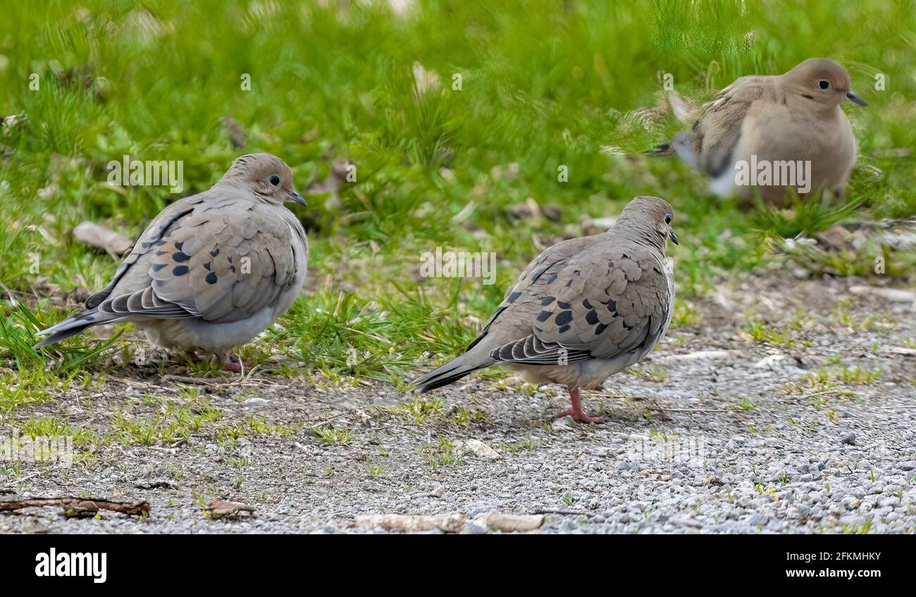 A Group of Three Mourning Doves ( Zenaida macroura ) Feeding On The Ground Stock Photo