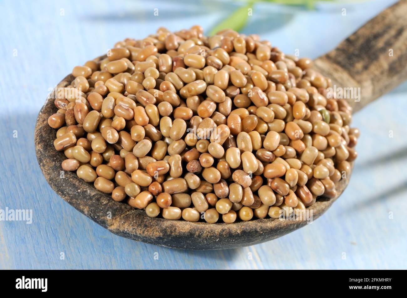 Moth beans, mat bean (Vigna aconitifolia), spoon Stock Photo