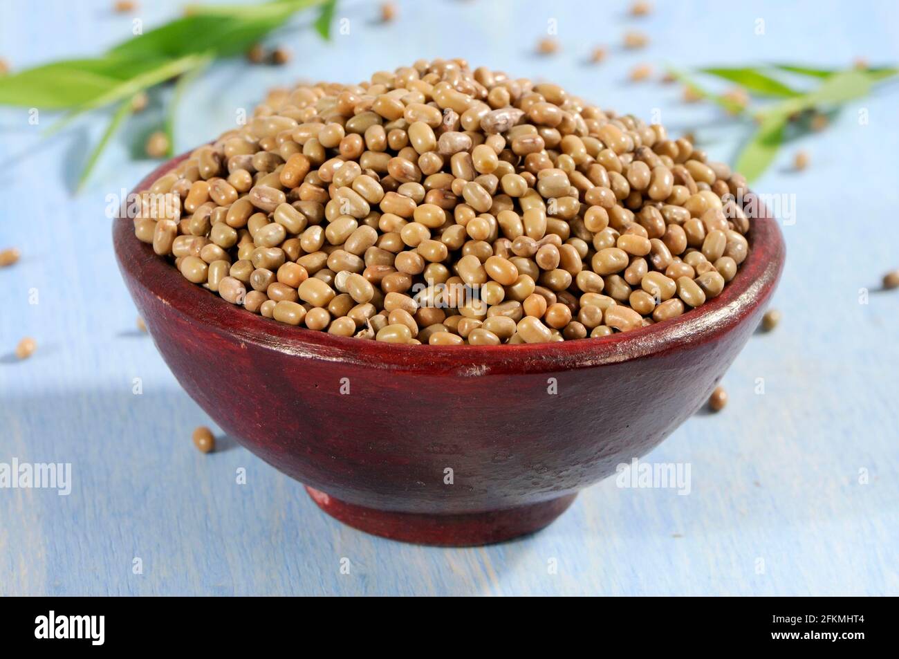Moth Beans, Mat Bean (Vigna aconitifolia), pod, free standing Stock