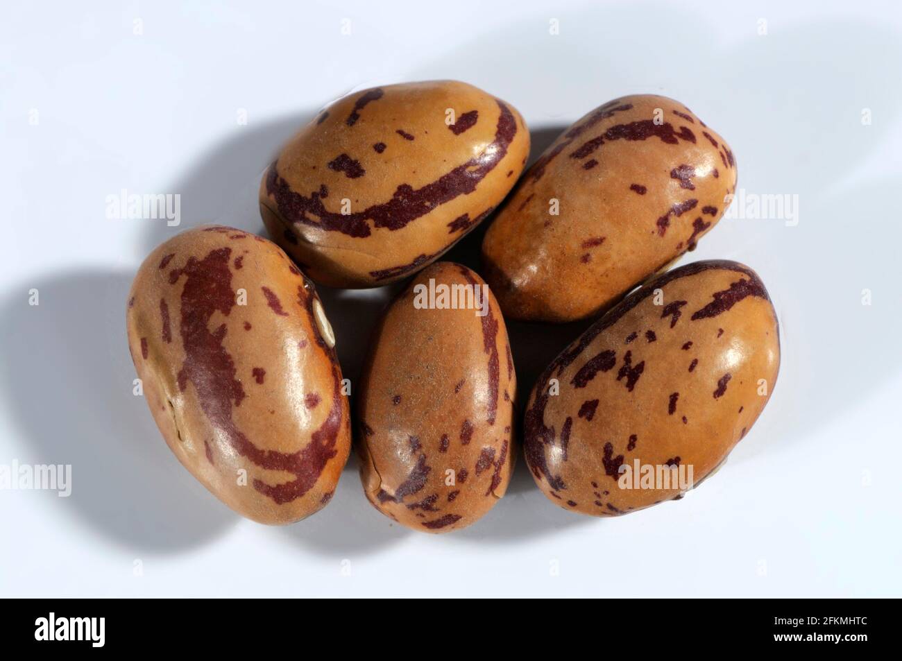 Pinto bean, pinto beans Stock Photo Alamy