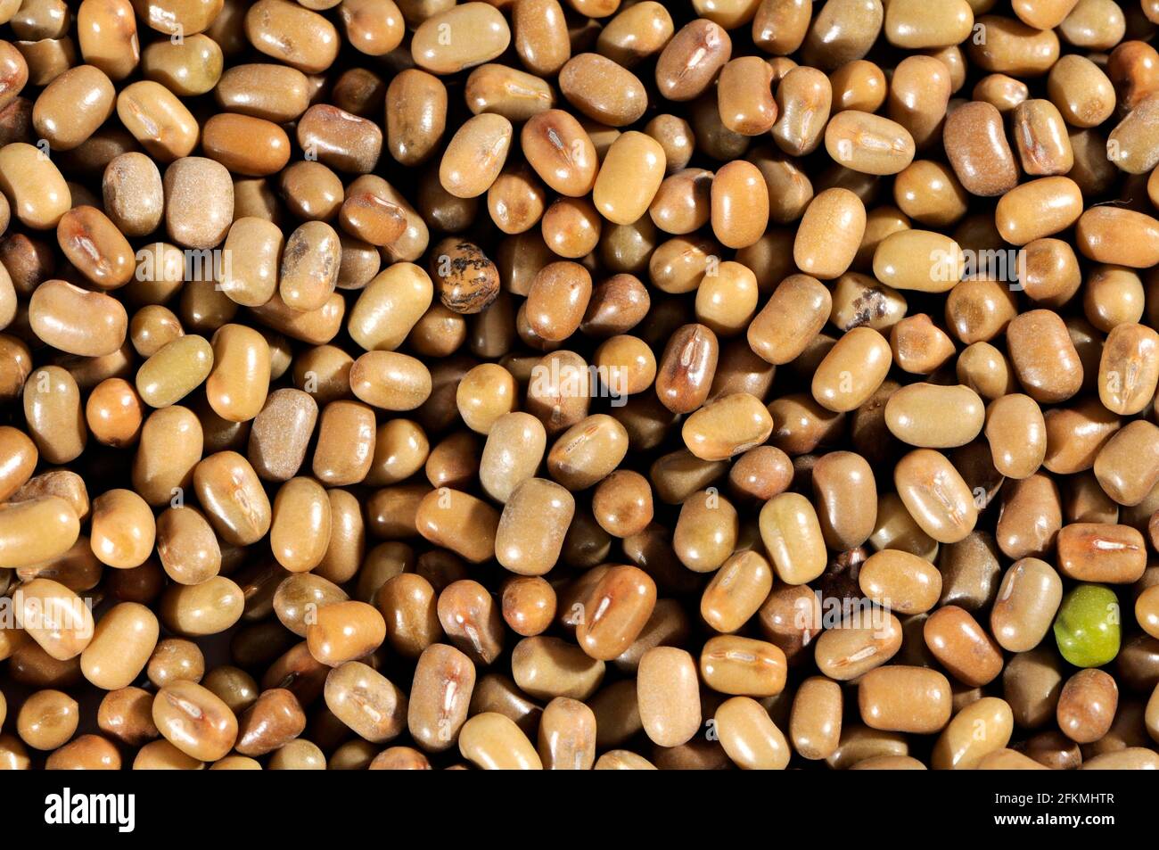 Moth beans (Vigna aconitifolia) Stock Photo