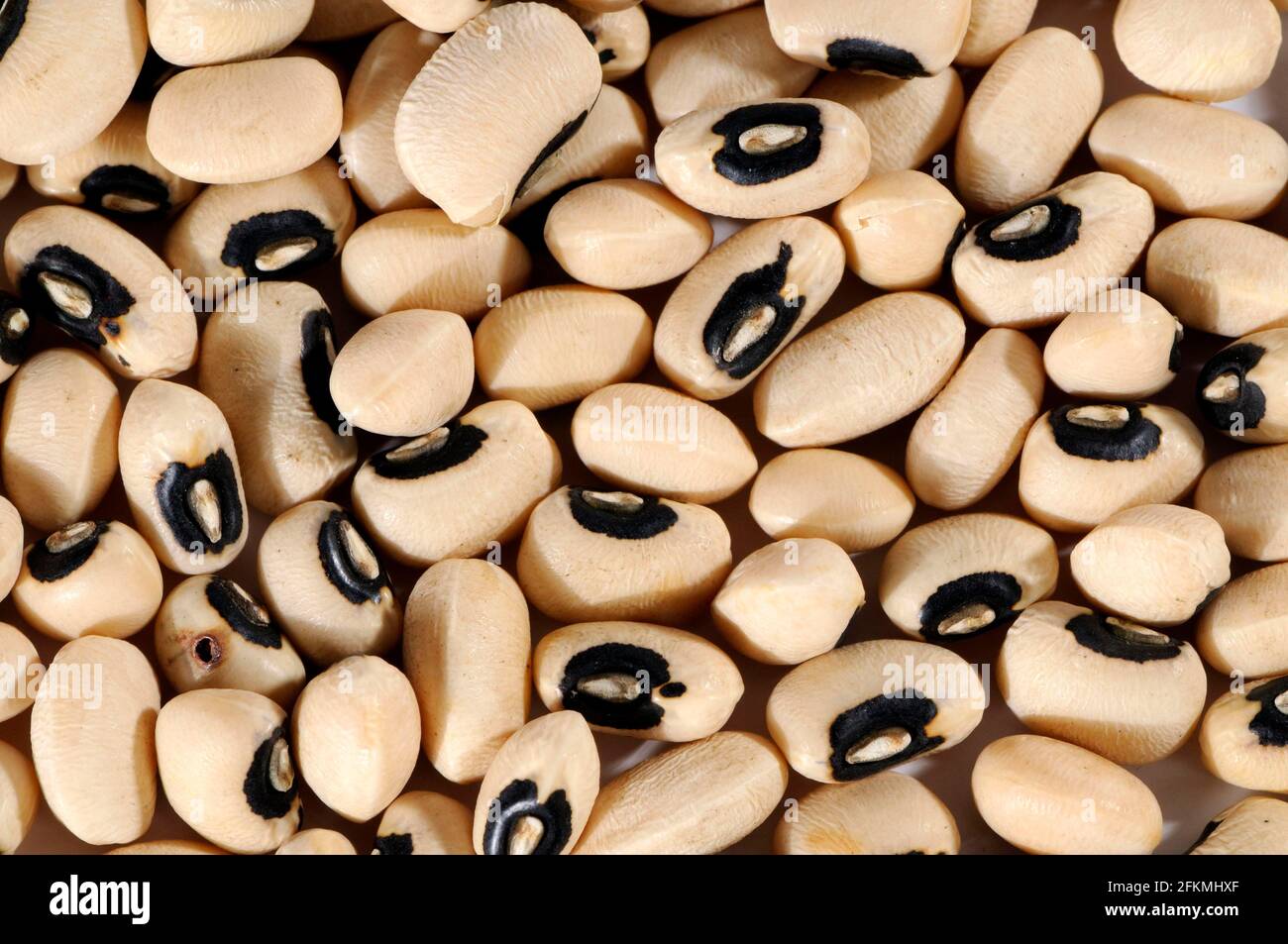 Cowpeas (Vigna unguiculata), blackeyed bean, cowpea, woodpea Stock Photo Alamy