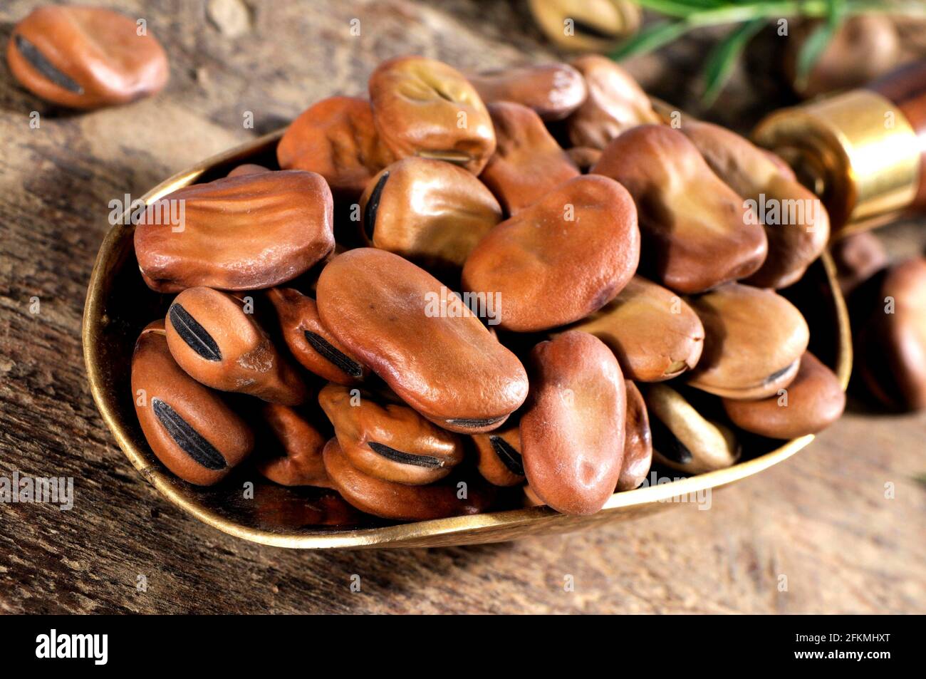 Broad beans (Vicia faba), Broad bean, Horse bean, Broad bean, Broad bean Stock Photo