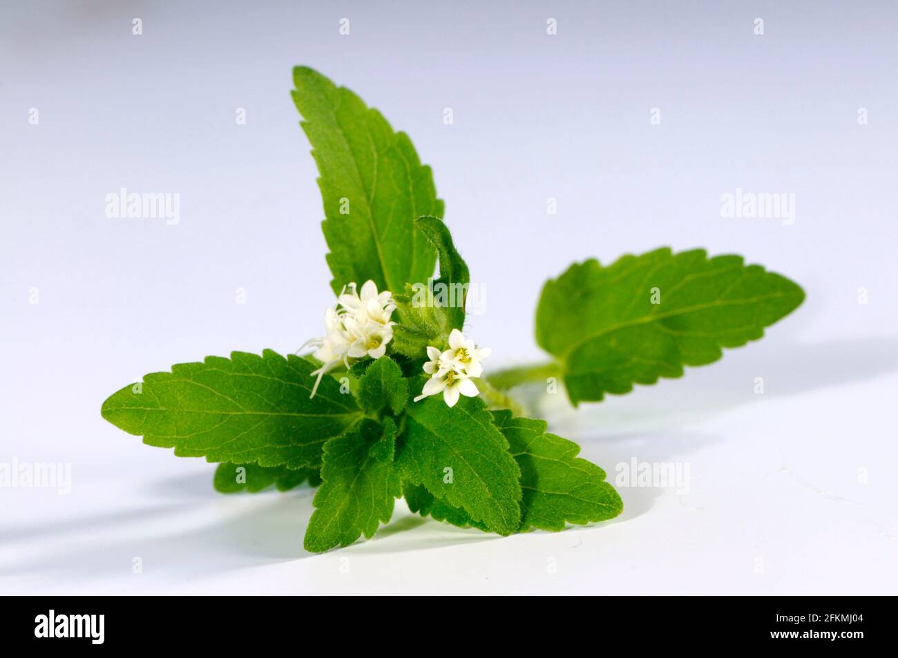 Sweet herb, sugar leaf (Stevia rebaudiana), sugar plant Stock Photo Alamy