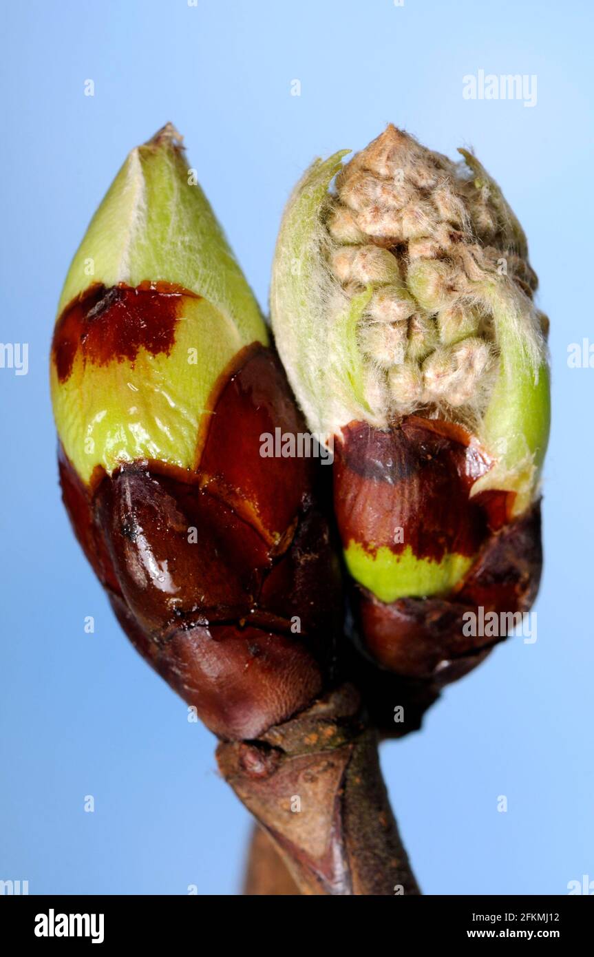 Horse chestnut, bud (Aesculus hippocastanum), chestnut tree Stock Photo Alamy