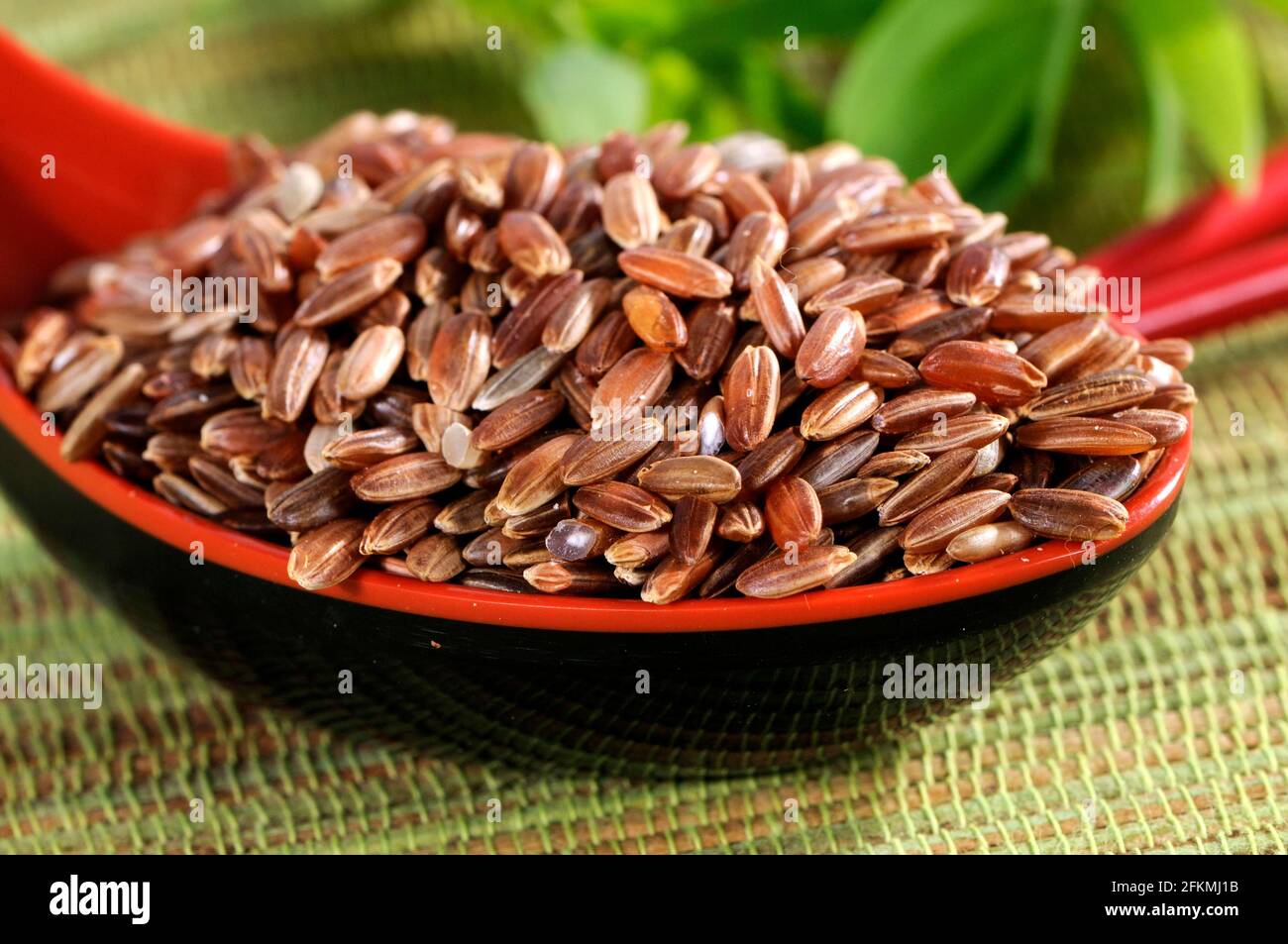 Camargue rice (Oryza Stock Photo - Alamy