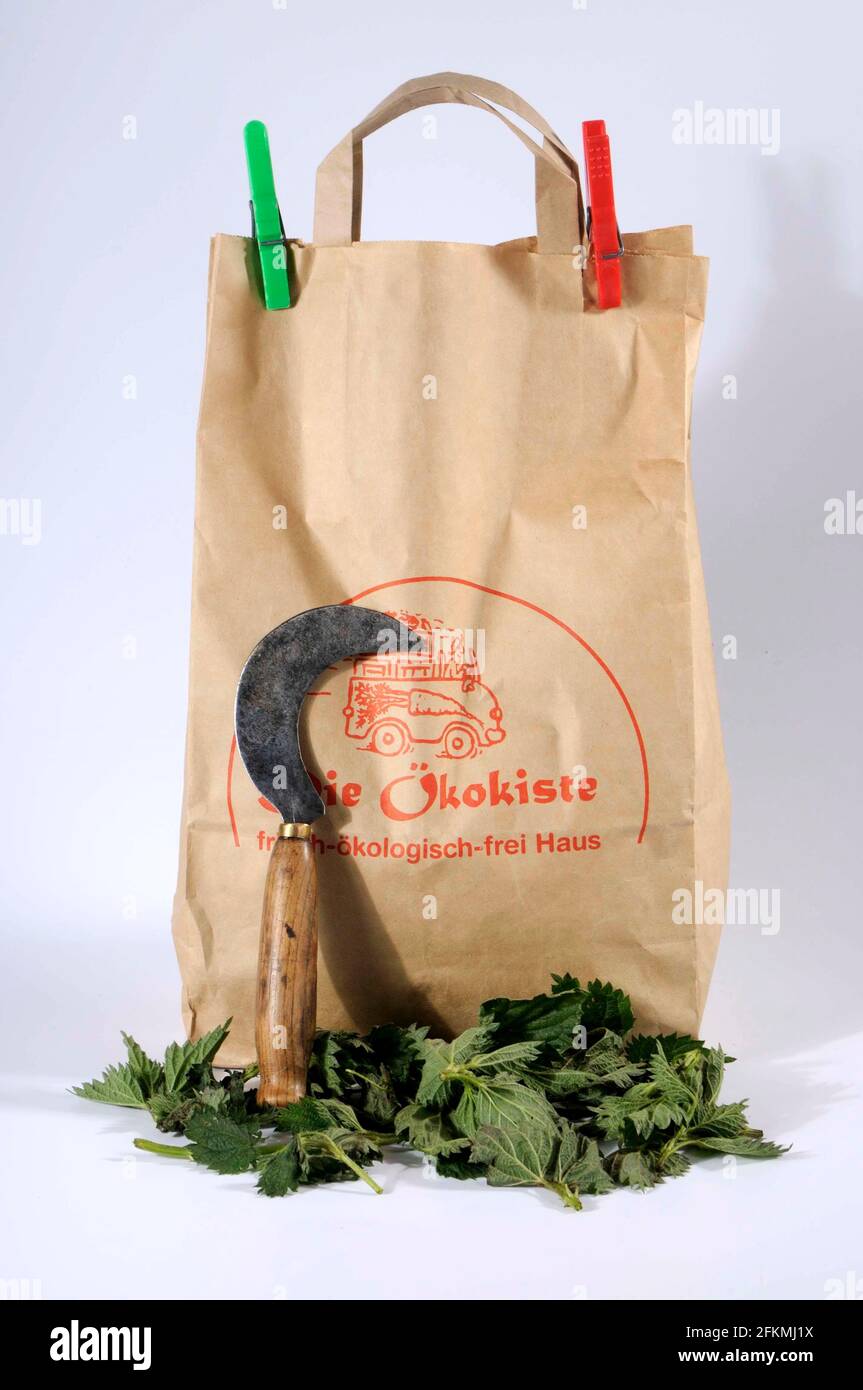 Drying herbs in a paper bag, Stinging nettle (Urtica dioica), sickle