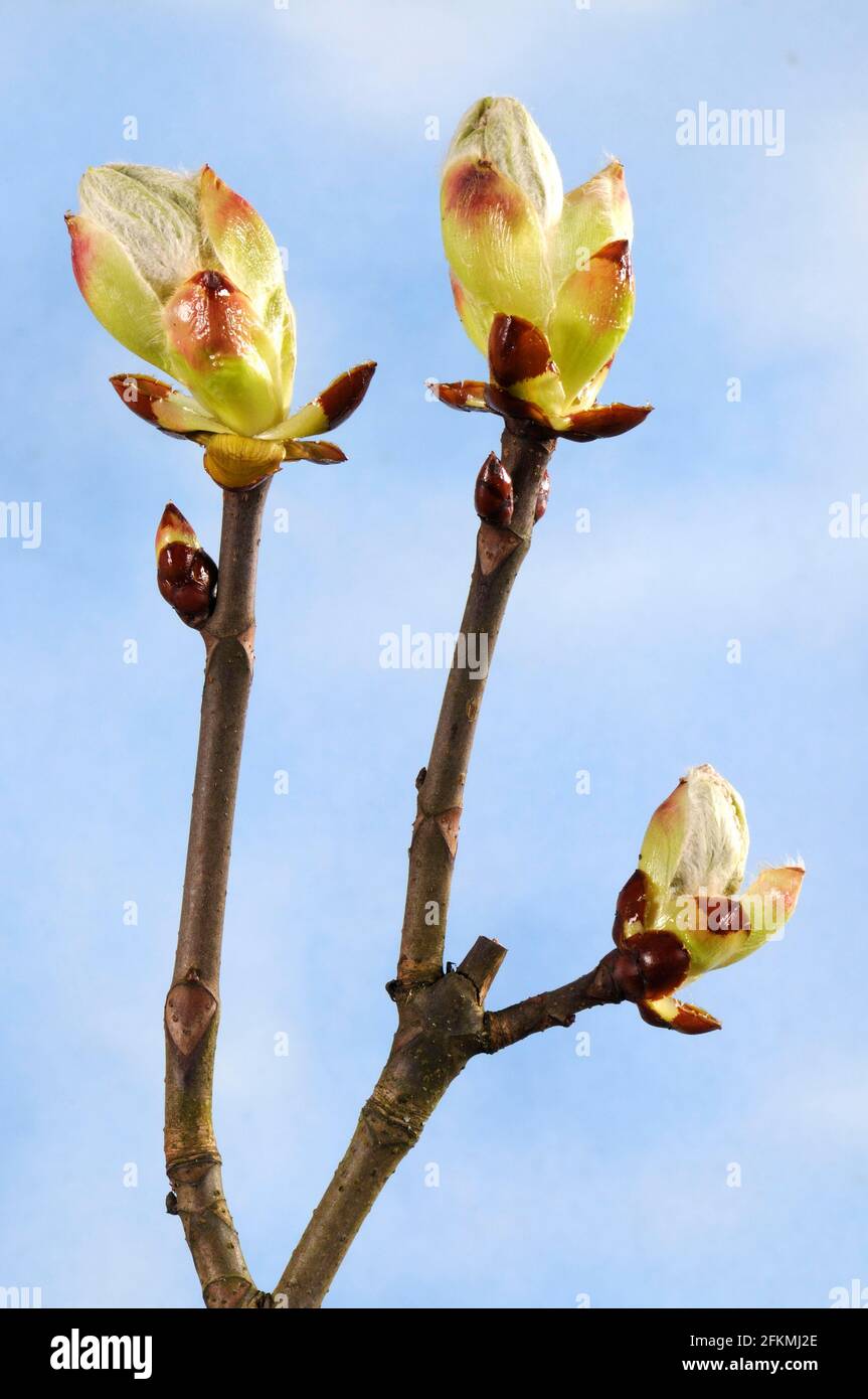 Horse chestnut, buds (Aesculus hippocastanum), chestnut tree Stock Photo Alamy