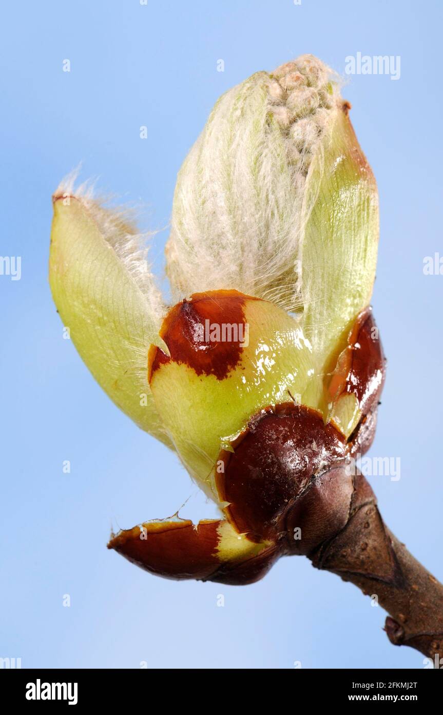 Horse chestnut, bud (Aesculus hippocastanum), chestnut tree Stock Photo Alamy
