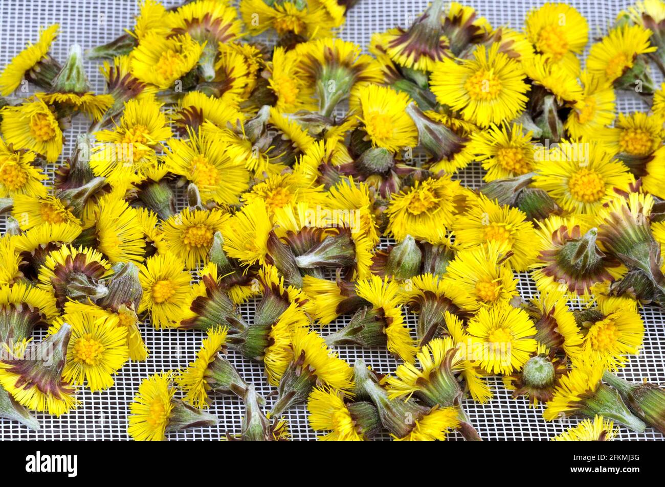 Coltsfoot (Tussilago farfara), flowers are dried, drying Stock Photo