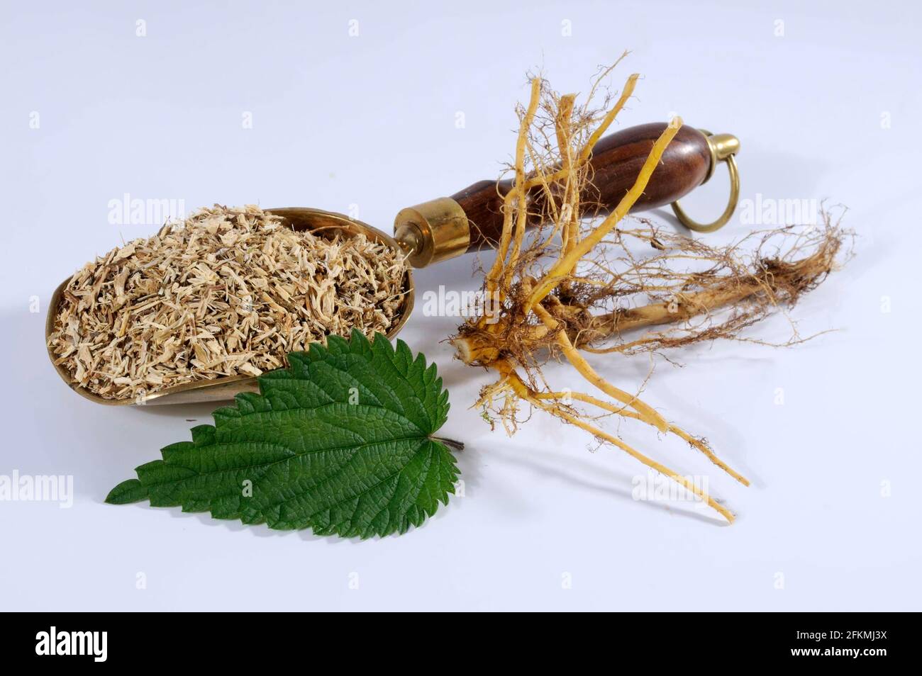 Stinging nettle root, fresh and dried (Urtica dioica), nettle, root ...