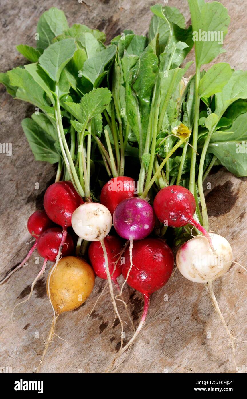 Radish (Raphanus sativus var. sativus Stock Photo Alamy