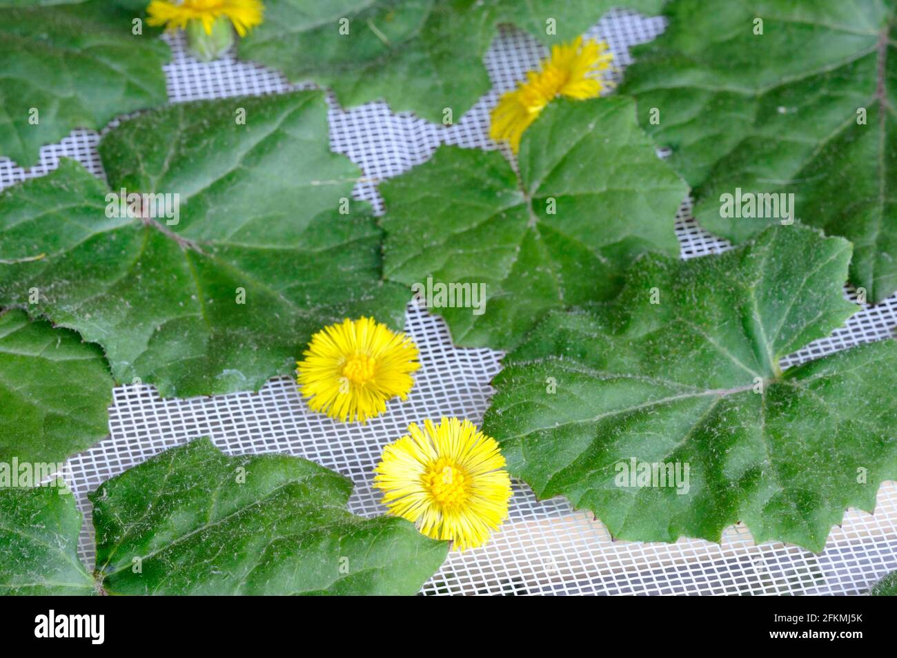 Coltsfoot (Tussilago farfara), flowers and leaves are dried, drying Stock Photo