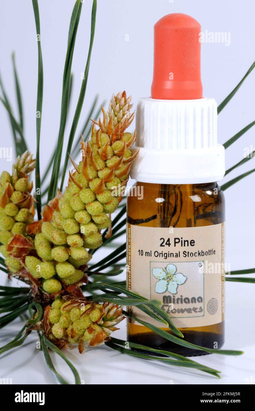 Vial with Bach Flower Drops Pine, Scots Pine, Common Pine (Pinus  sylvestris), Bach Flower Drops, Bach Flowers, Bach Flower Therapy Stock  Photo - Alamy