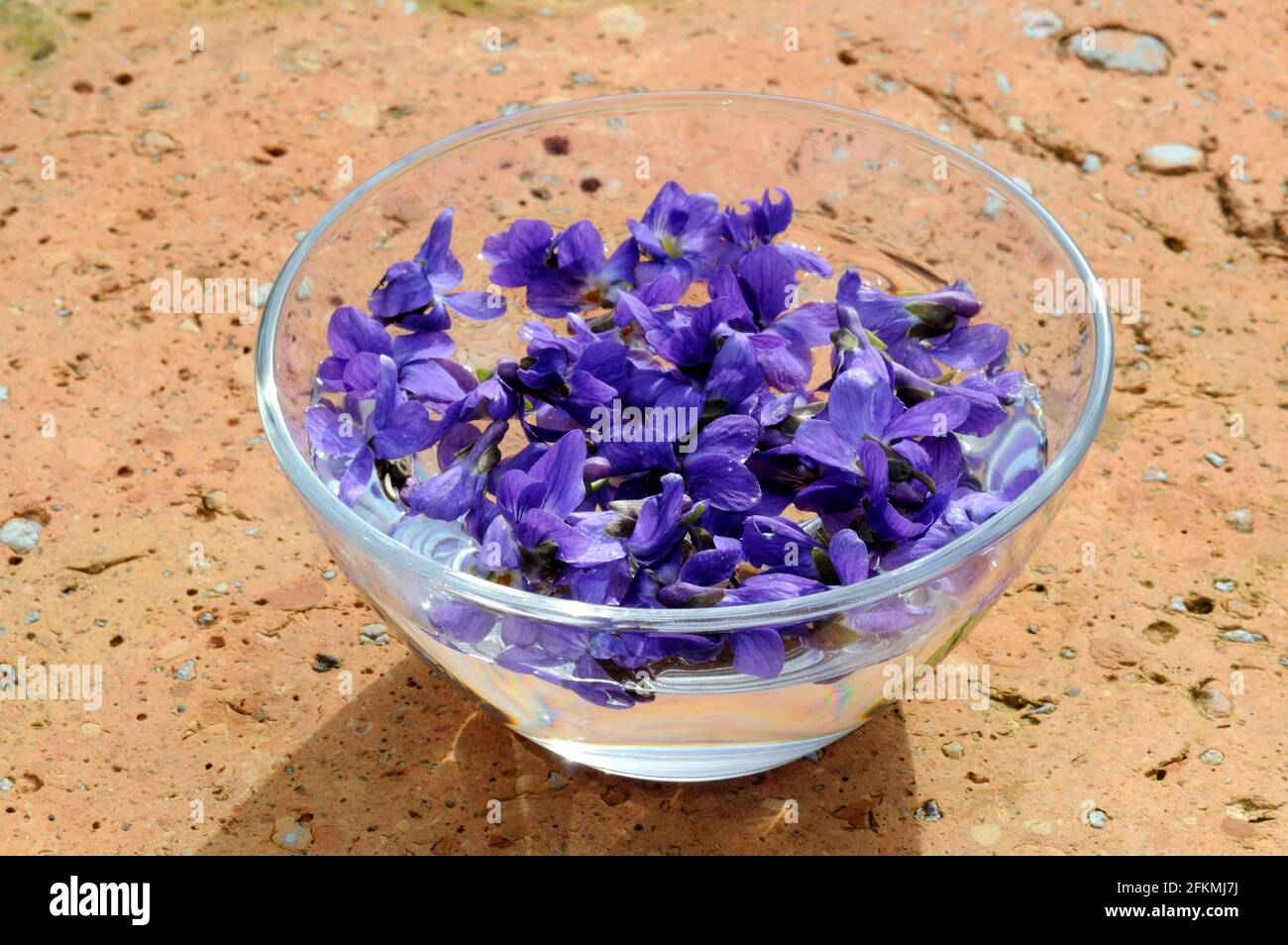 Wood violet (Viola odorata), flowers in bowl with water, violet essence