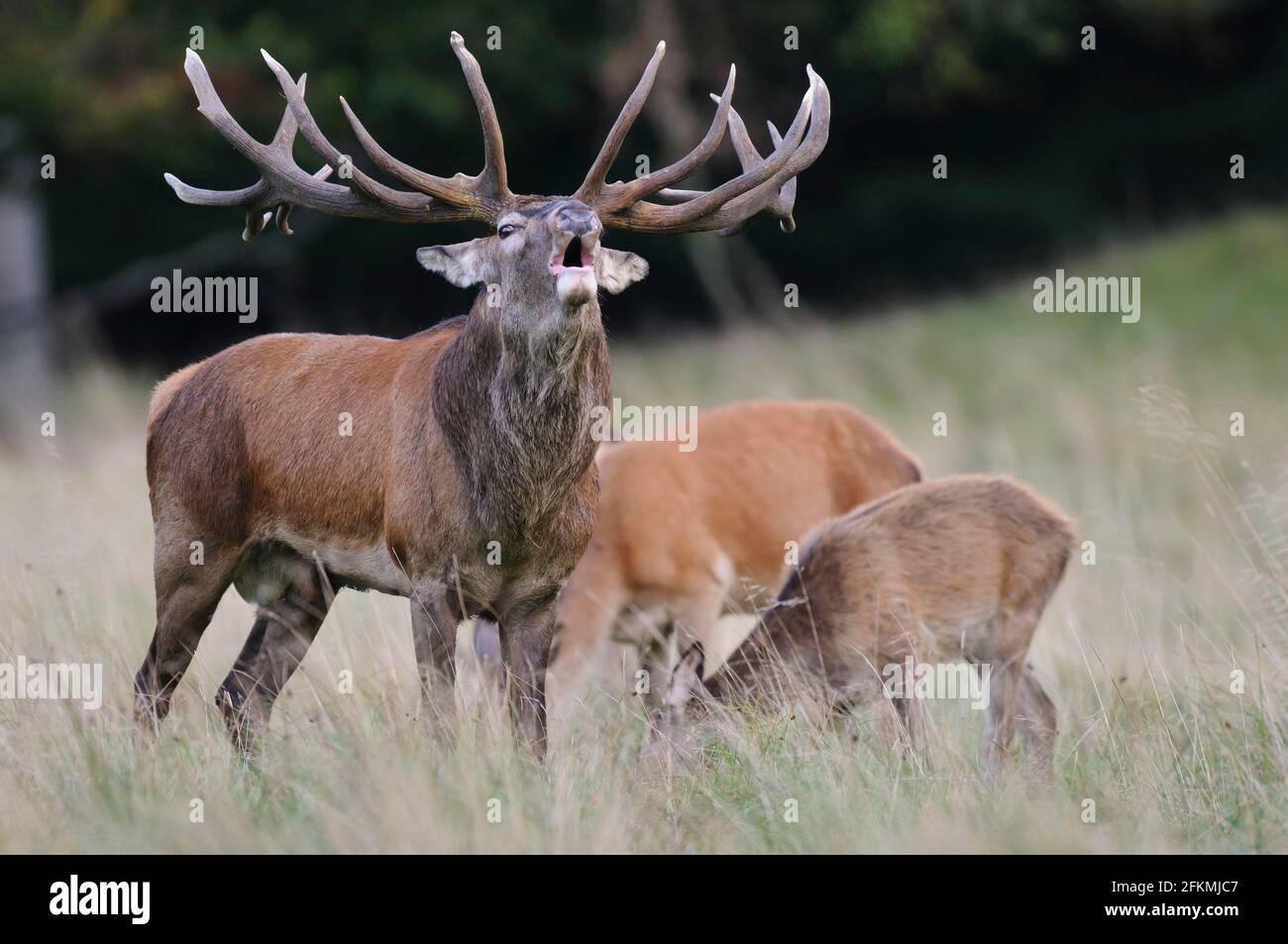 Rutting male hi-res stock photography and images - Alamy