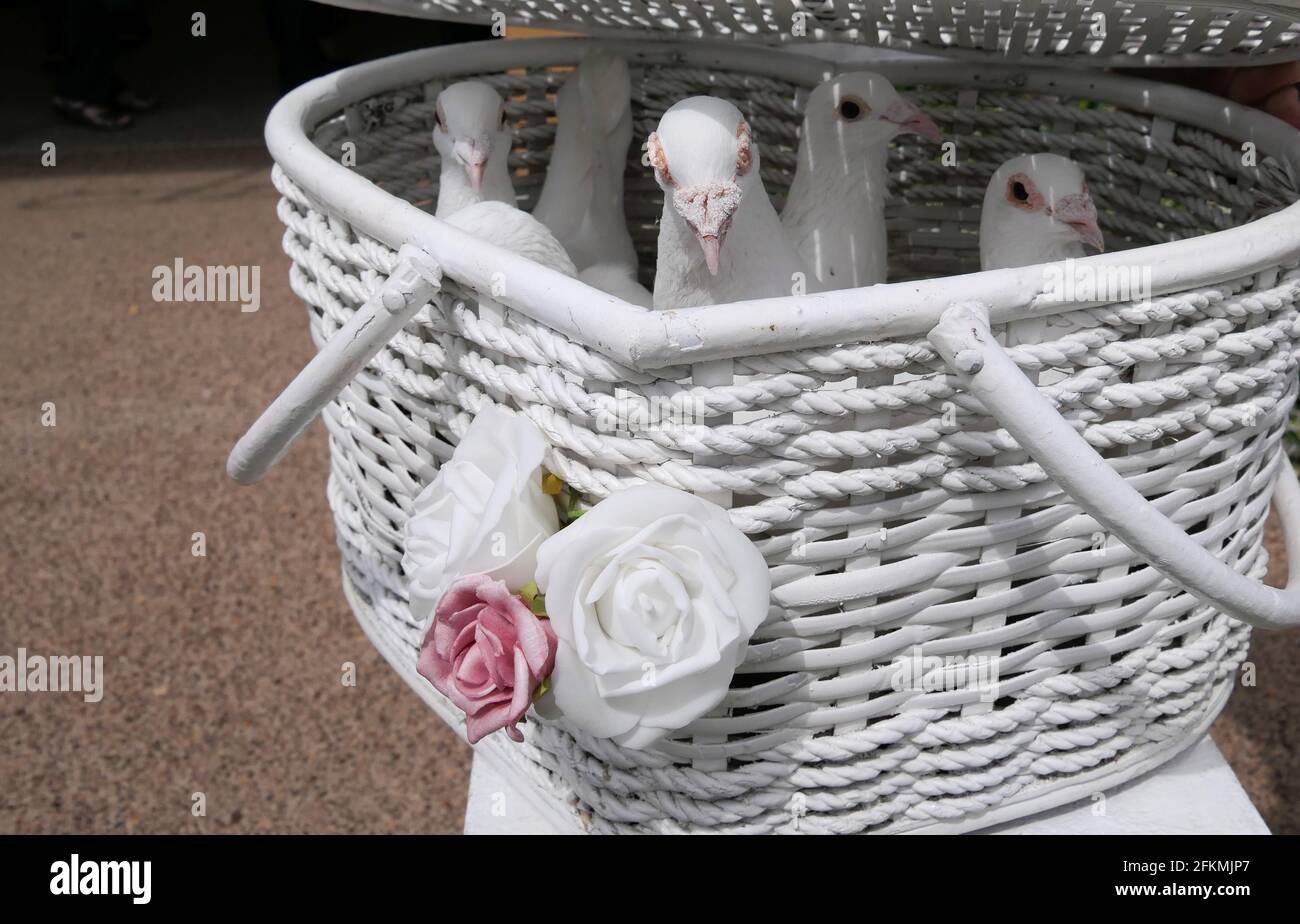 Pigeon and doves kept in cage Stock Photo Alamy