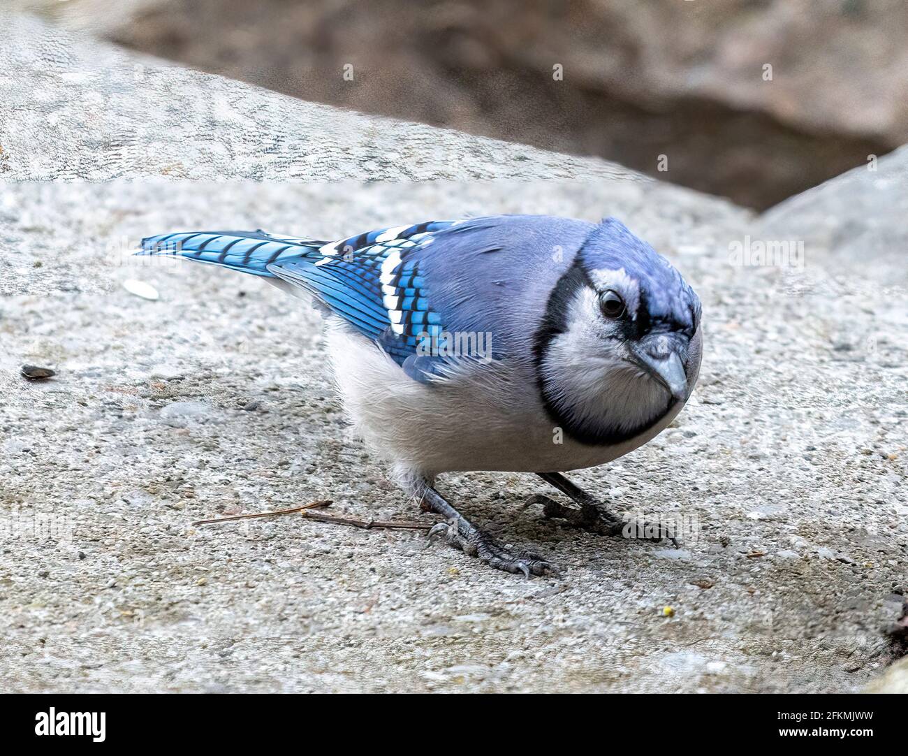 North American Blue Jay ( Cyanocitta cristata ) Standing On Ground Top Side View Looking Towards Camera Stock Photo