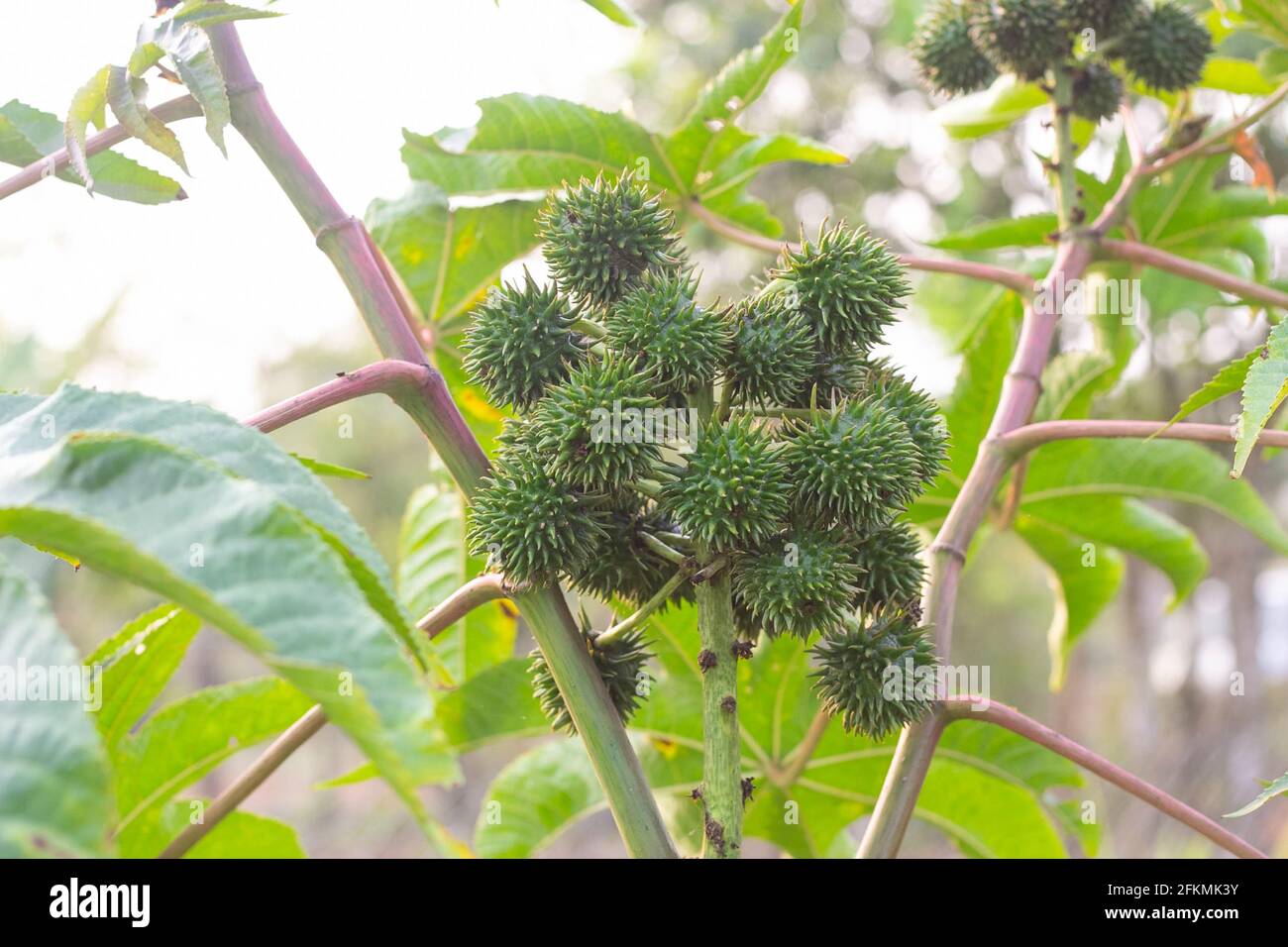 Castor oil plant, asia Castor fruits green Castor oil image Stock Photo