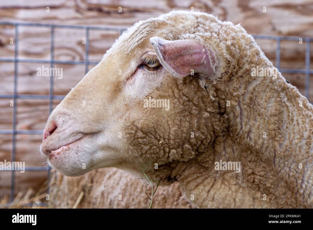 A 'headshot' of a merino ewe. Stock Photo