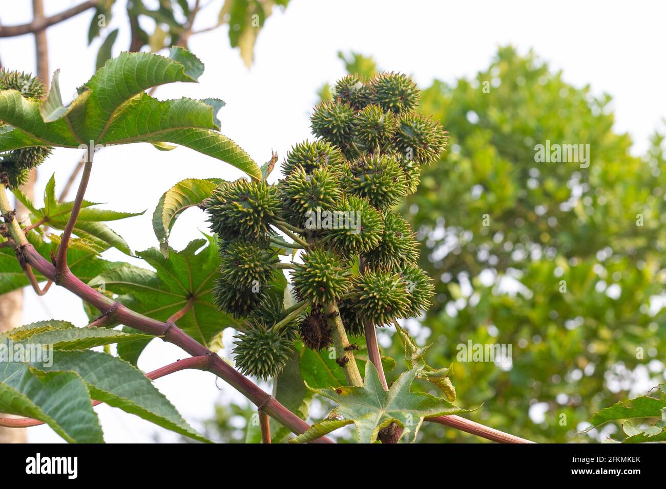 Castor oil plant, asia Castor fruits green Castor oil image Stock Photo