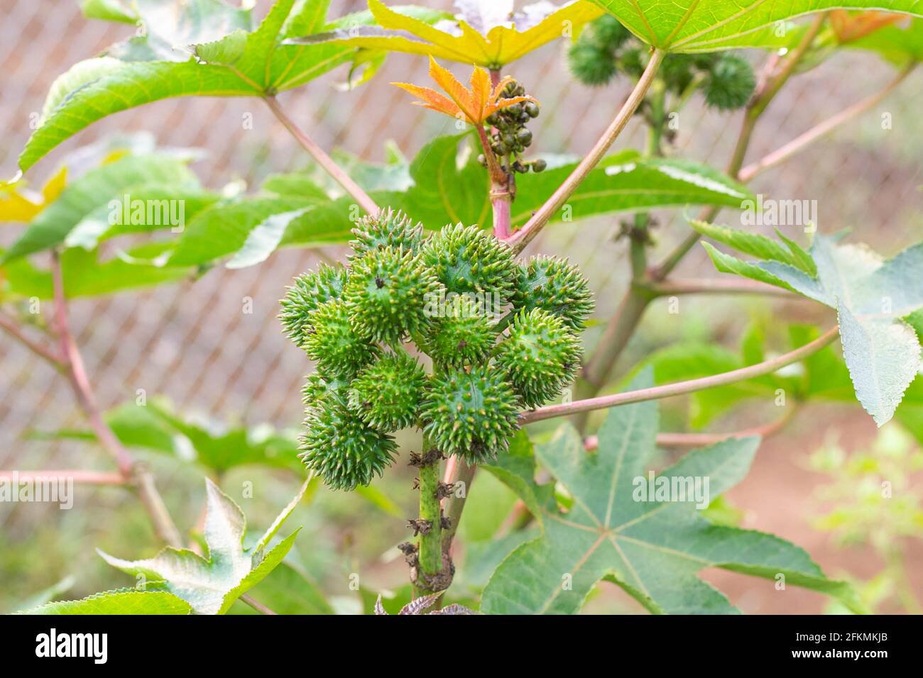 Castor oil plant, asia Castor fruits green Castor oil image Stock Photo