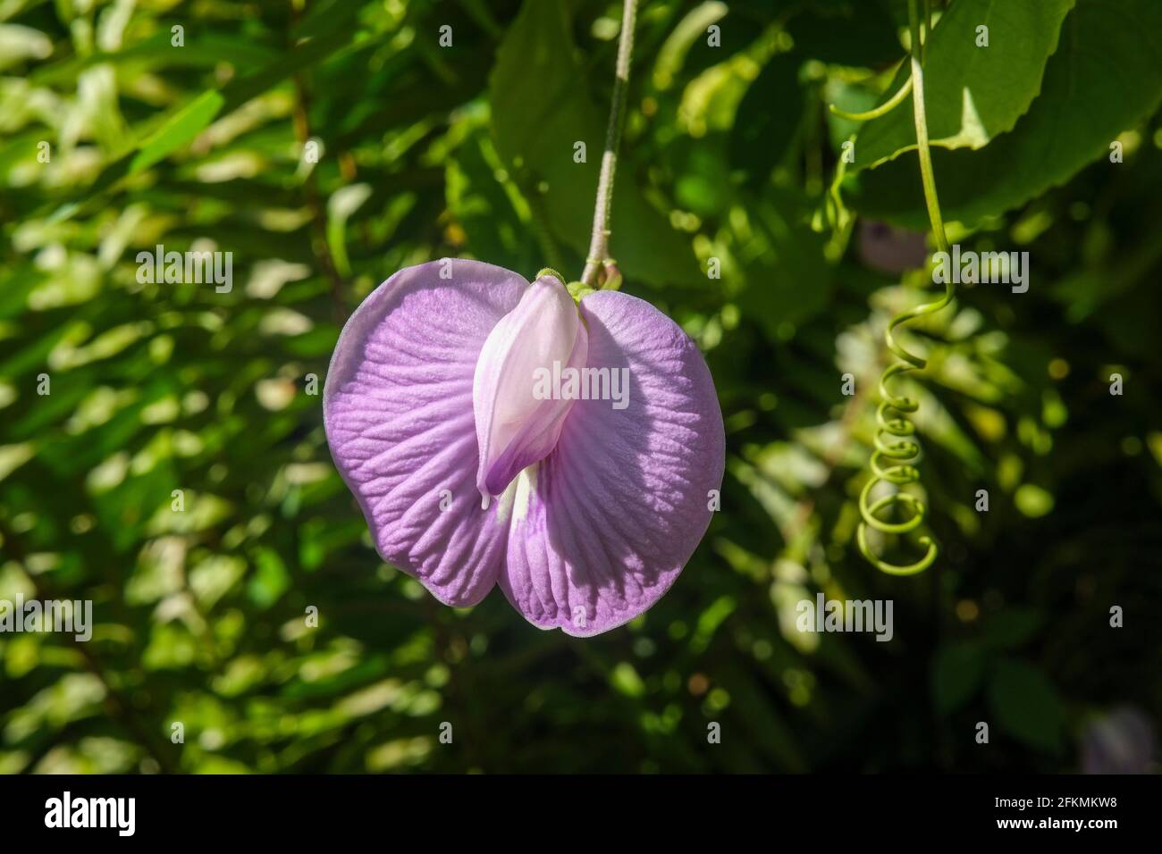 Centrosema virginianum flower, commonly called Spurred Butterfly Pea Stock Photo